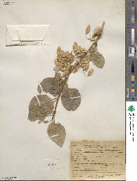 Fraxinus anomala image