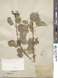 Fraxinus anomala image