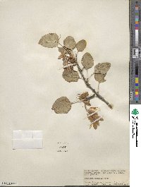 Fraxinus anomala image