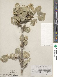 Fraxinus anomala image