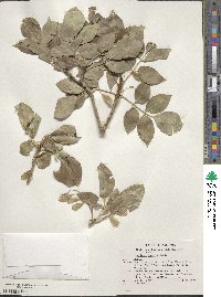 Fraxinus anomala image