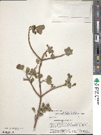 Fraxinus anomala image