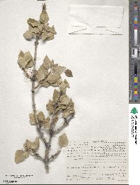 Fraxinus anomala image