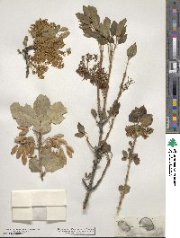 Fraxinus anomala image