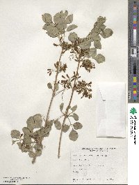 Fraxinus anomala image