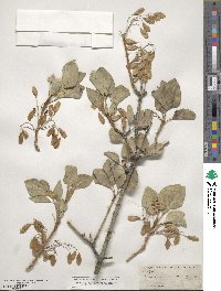 Fraxinus anomala image