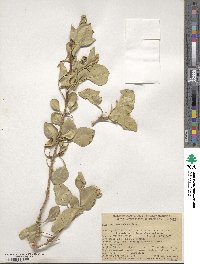 Fraxinus anomala image