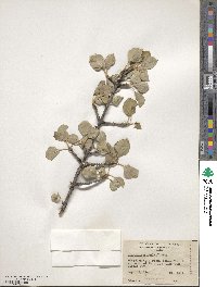 Fraxinus anomala image