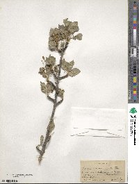 Fraxinus anomala image