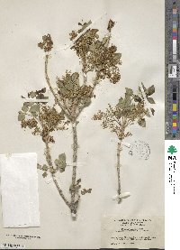 Fraxinus anomala image