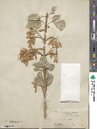 Fraxinus anomala image