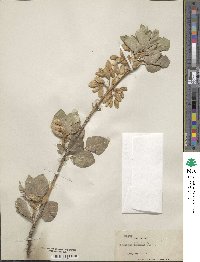 Fraxinus anomala image