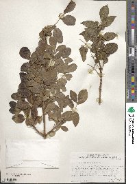 Fraxinus anomala image