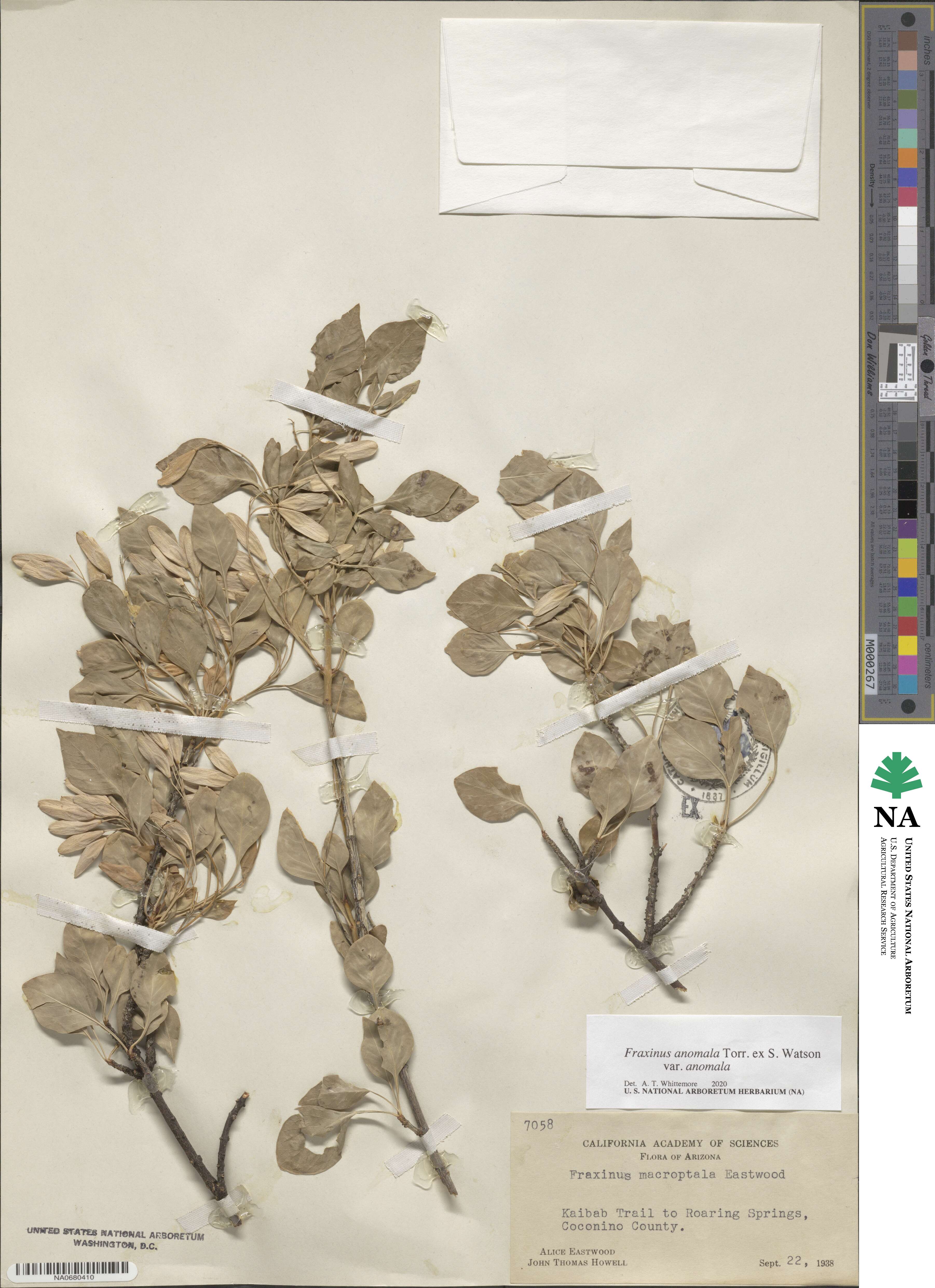 Fraxinus anomala image