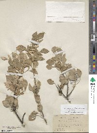 Fraxinus anomala image