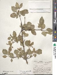 Fraxinus anomala image