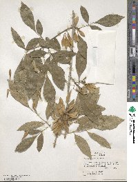 Fraxinus berlandieriana image