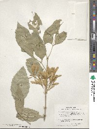 Fraxinus berlandieriana image