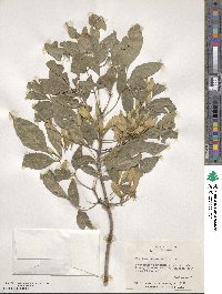 Fraxinus berlandieriana image