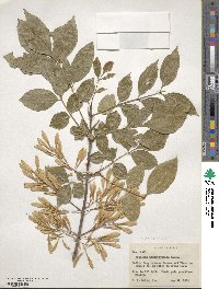 Fraxinus berlandieriana image