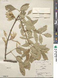 Fraxinus berlandieriana image