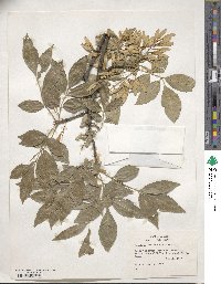 Fraxinus berlandieriana image