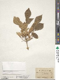 Fraxinus berlandieriana image