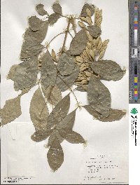 Fraxinus berlandieriana image