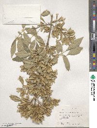 Fraxinus berlandieriana image