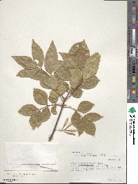 Fraxinus berlandieriana image