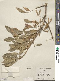 Fraxinus berlandieriana image