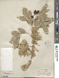 Fraxinus velutina image