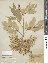 Fraxinus velutina image