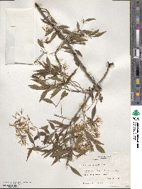 Fraxinus cuspidata image