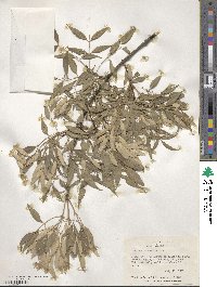 Fraxinus cuspidata image