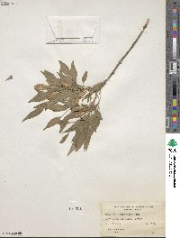 Fraxinus cuspidata image