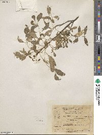 Fraxinus cuspidata image