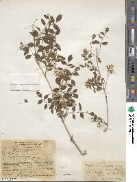 Fraxinus cuspidata image