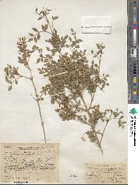 Fraxinus cuspidata image