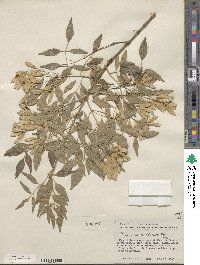 Fraxinus cuspidata image