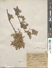 Fraxinus cuspidata image