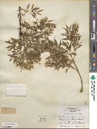 Fraxinus cuspidata image