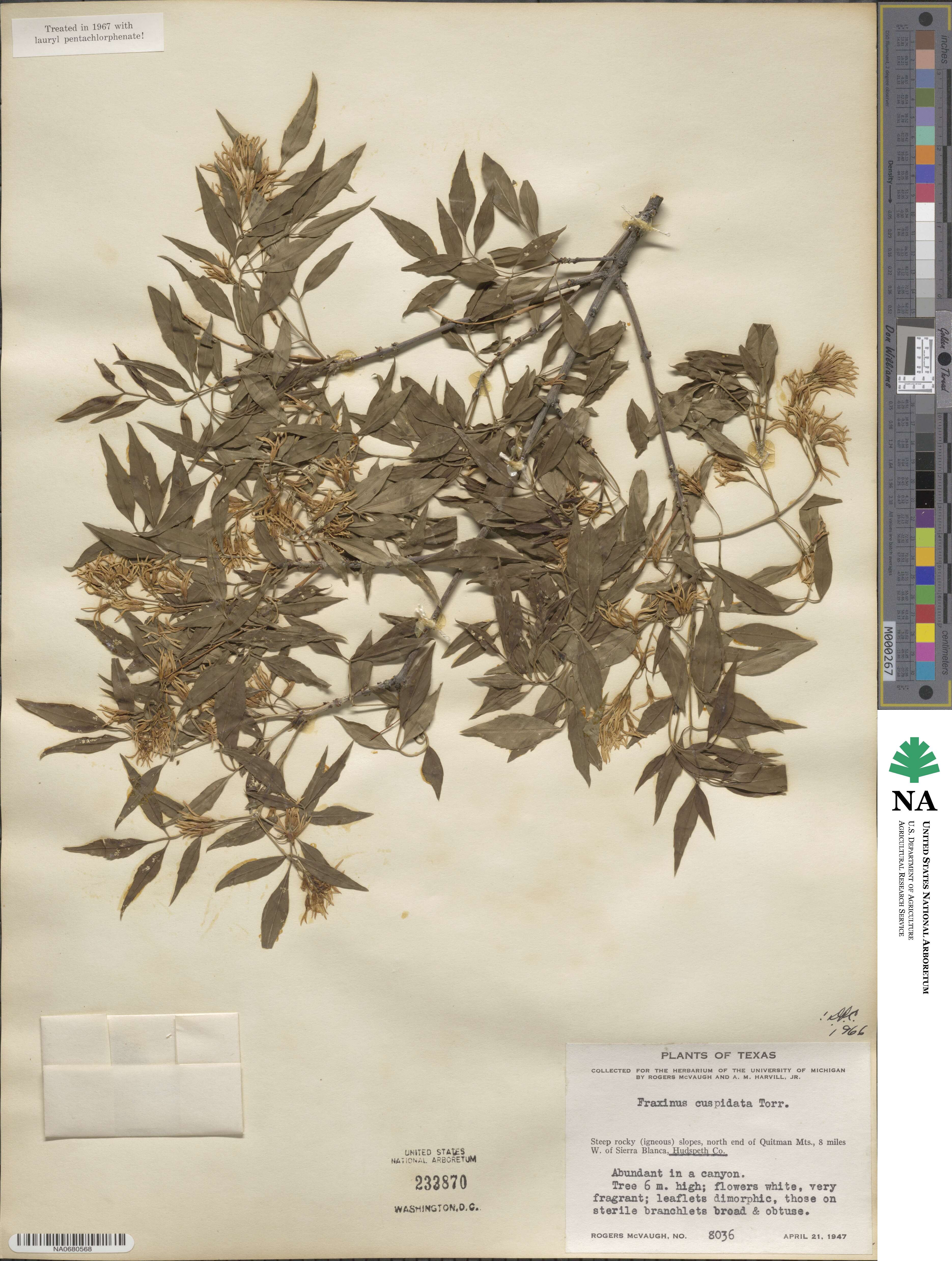 Fraxinus cuspidata image