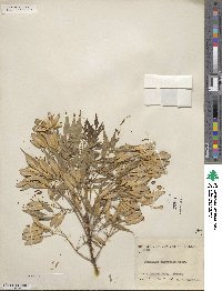 Fraxinus cuspidata image