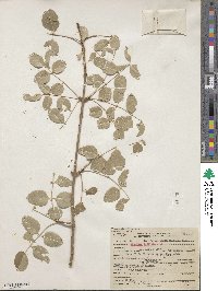 Fraxinus dipetala image