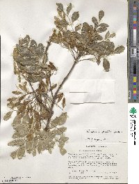 Fraxinus dipetala image