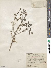 Fraxinus dipetala image