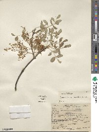 Fraxinus dipetala image