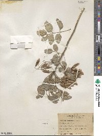 Fraxinus dipetala image