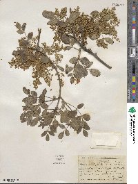 Fraxinus dipetala image